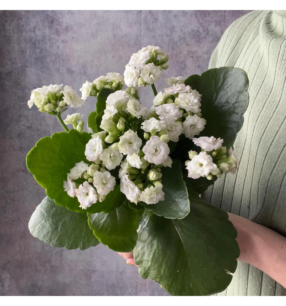 Комнатное растение каланхоэ белое