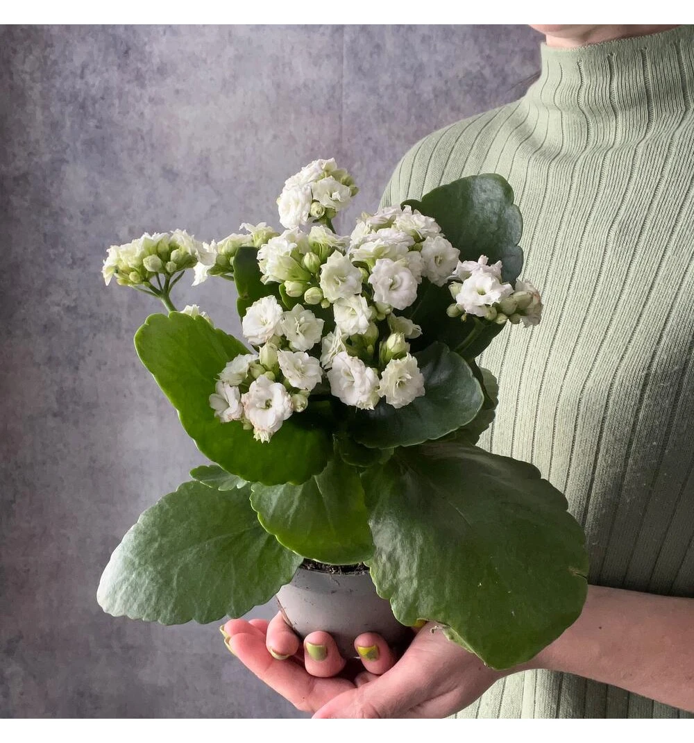 Комнатное растение каланхоэ белое