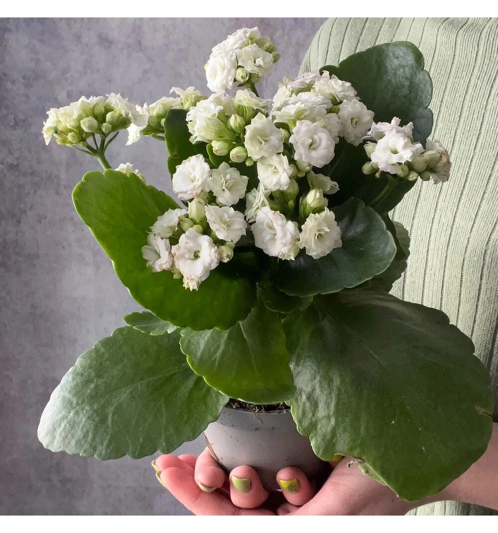 Комнатное растение каланхоэ белое